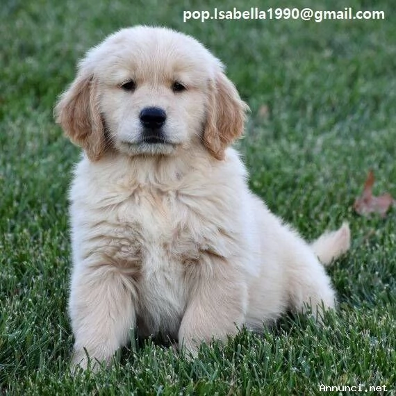 Cuccioli di Golden Retriever disponibili ora | Foto 1