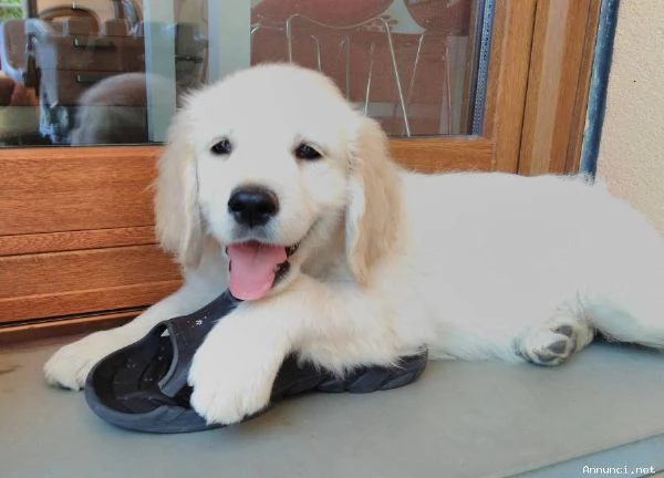 Cuccioli di Golden Retriever disponibili ora | Foto 0