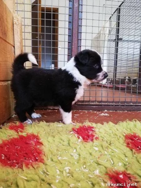 cuccioli di border collie femminucce e maschietti disponibili per ladozione | Foto 2
