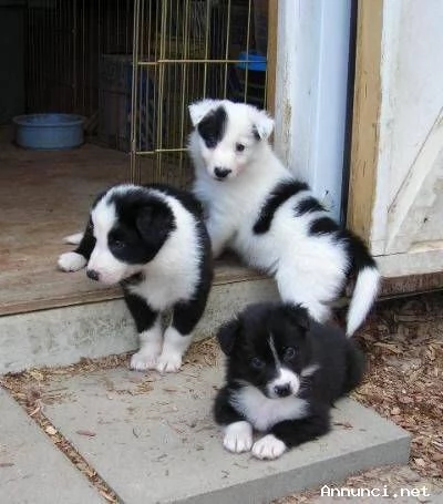 cuccioli di border collie femminucce e maschietti disponibili per ladozione | Foto 1