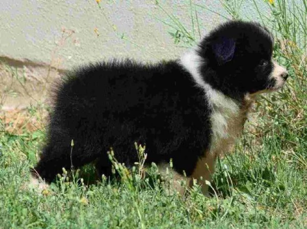 cuccioli di border collie femminucce e maschietti disponibili per ladozione | Foto 0