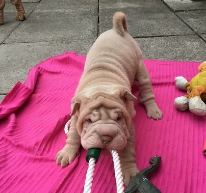 Cuccioli di SharPei maschio e femmina | Foto 1