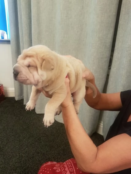 Cuccioli di SharPei maschio e femmina | Foto 0