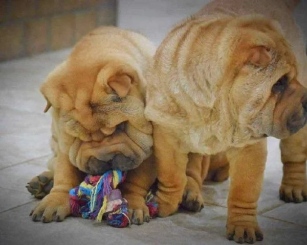 Cuccioli di SharPei maschio e femmina