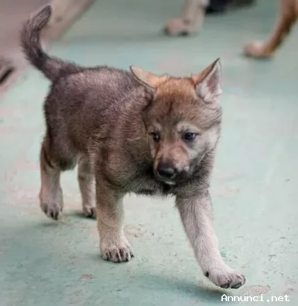 REGALO CANE LUPO CECOSLOVACCO | Foto 2