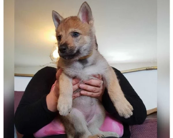 REGALO CANE LUPO CECOSLOVACCO | Foto 0