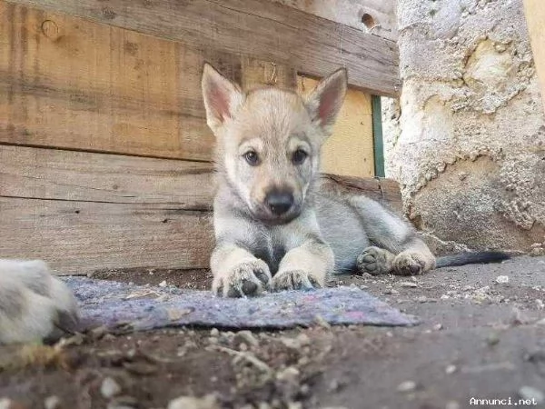 REGALO CANE LUPO CECOSLOVACCO
