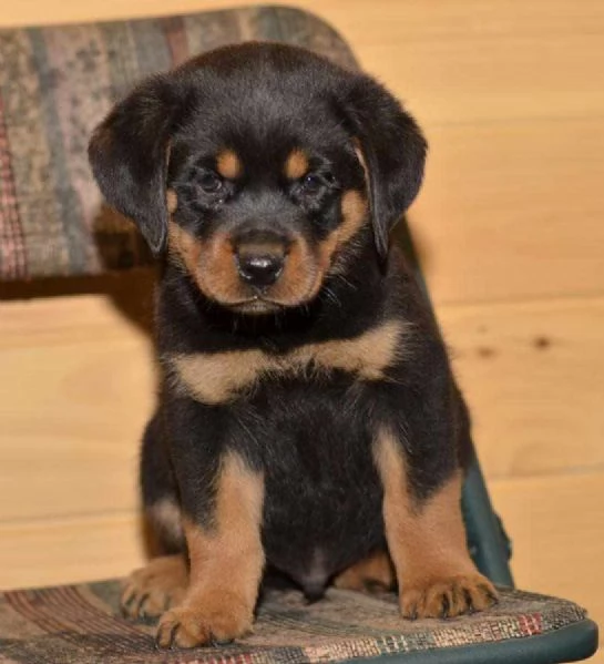 Cuccioli di Rottweiler di alta qualitagrave | Foto 0