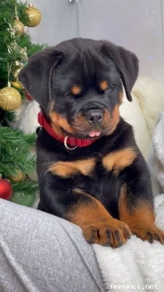 Cuccioli di Rottweiler di alta qualitagrave