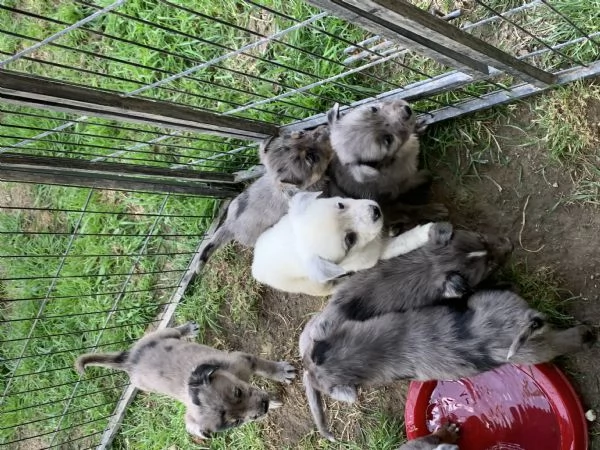 CUCCIOLI 