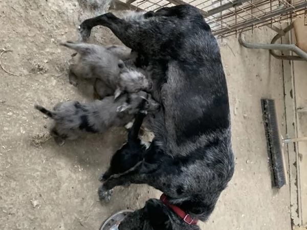 CUCCIOLI  | Foto 6