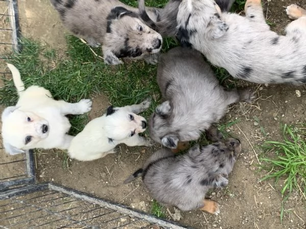 CUCCIOLI  | Foto 5