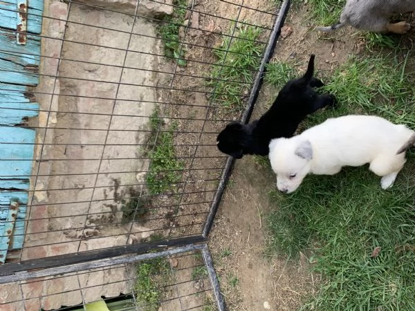 CUCCIOLI  | Foto 4