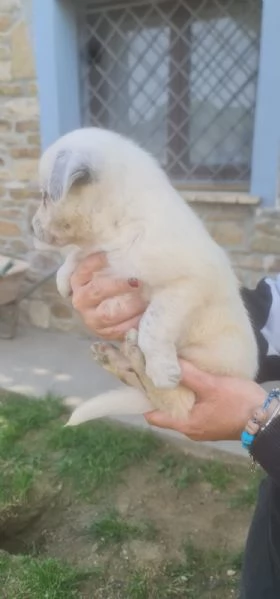 CUCCIOLI  | Foto 3