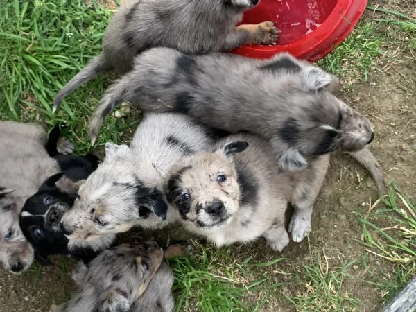 CUCCIOLI  | Foto 2
