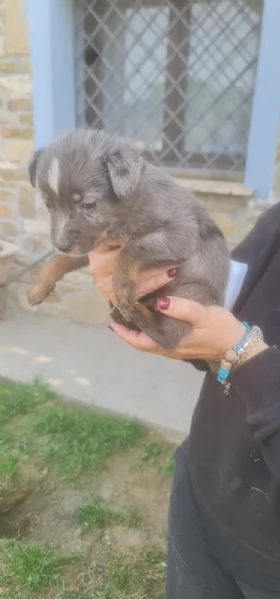 CUCCIOLI  | Foto 1