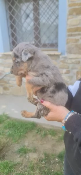 CUCCIOLI  | Foto 0