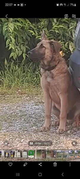 Cane pastore belga malinios