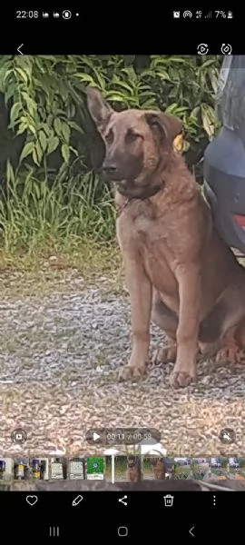 Cane pastore belga malinios | Foto 1