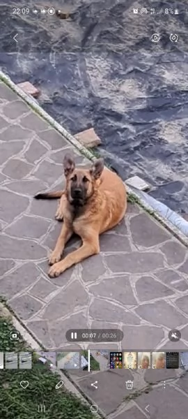 Cane pastore belga malinios | Foto 0
