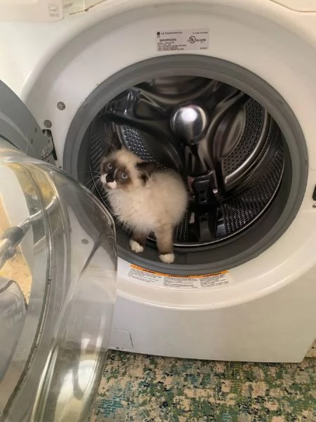 metagrave Ragdoll e metagrave British Shorthair | Foto 6