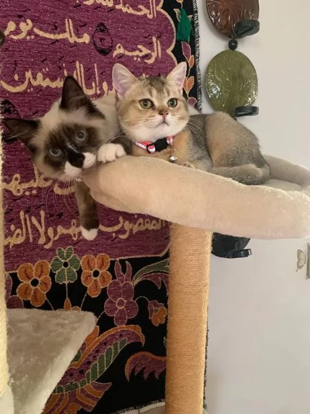 metagrave Ragdoll e metagrave British Shorthair | Foto 5