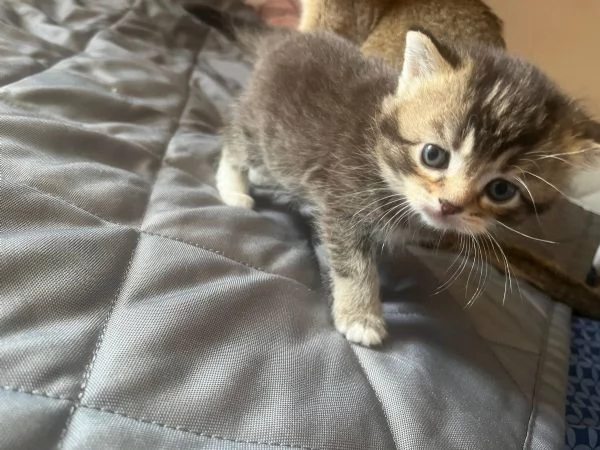 metagrave Ragdoll e metagrave British Shorthair