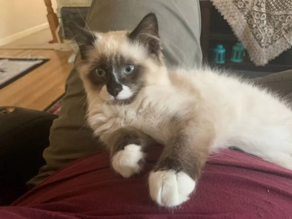metagrave Ragdoll e metagrave British Shorthair | Foto 4