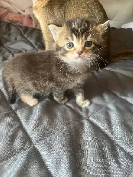 metagrave Ragdoll e metagrave British Shorthair | Foto 3