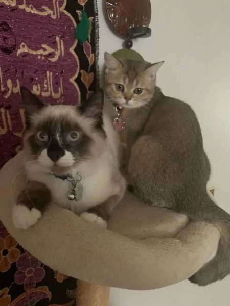 metagrave Ragdoll e metagrave British Shorthair | Foto 2