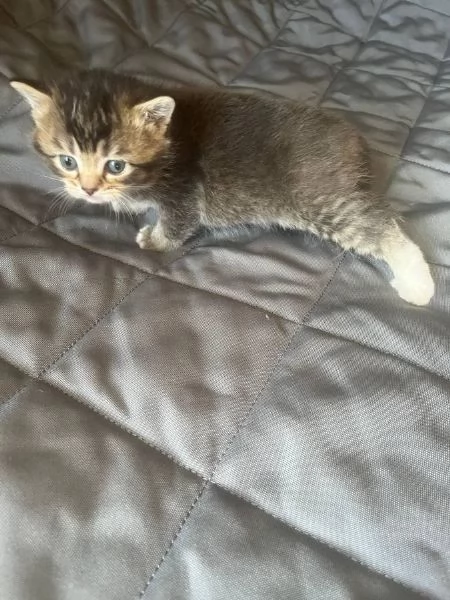 metagrave Ragdoll e metagrave British Shorthair | Foto 1
