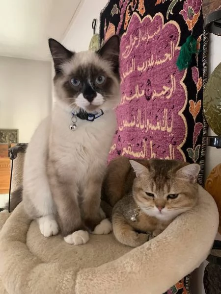 metagrave Ragdoll e metagrave British Shorthair | Foto 0