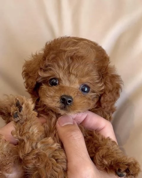 Cuccioli di Barboncino Toy