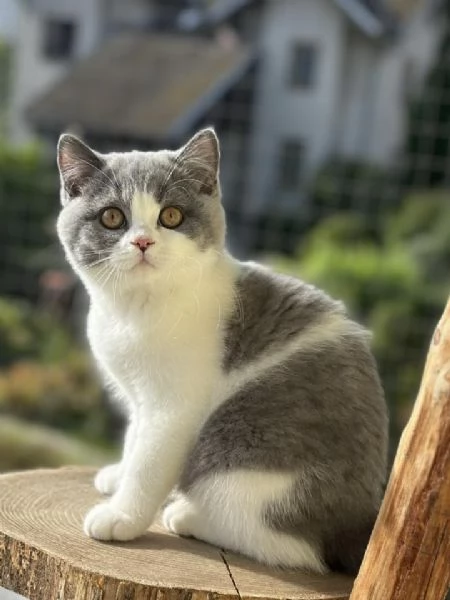 Gattini British Shorthair