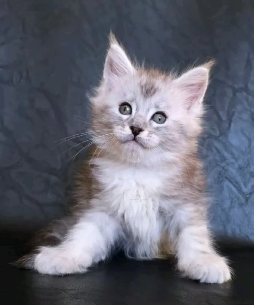 Cucciola di razza Maine Coon | Foto 0