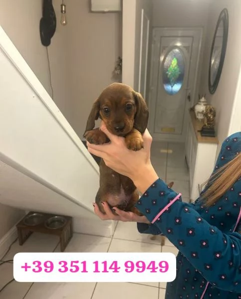 Regaliamo adorabili cuccioli di Bassotto | Foto 1