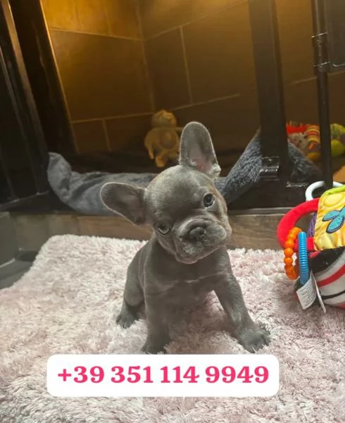 Regaliamo adorabili cuccioli di Bulldog francese