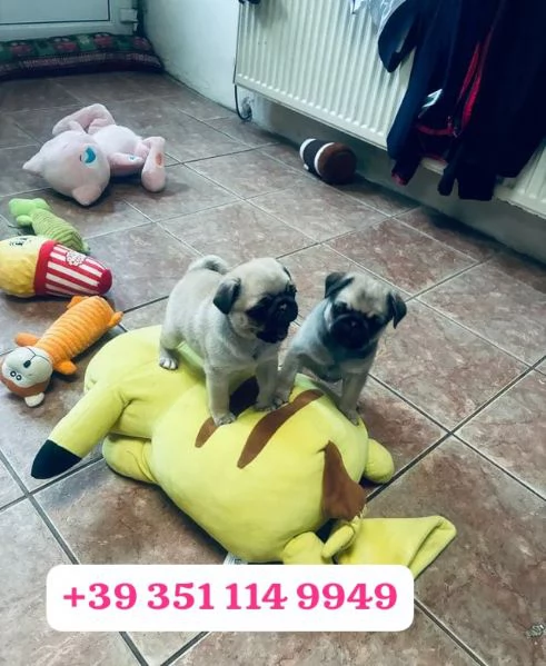 Regaliamo adorabili cuccioli di Carlino | Foto 0