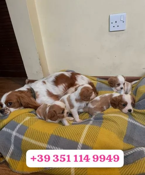 Regaliamo adorabili cuccioli di Cavalier King