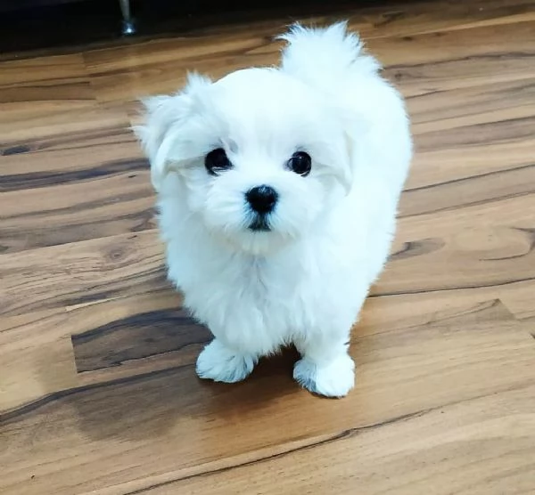 Maltese toy cuccioli