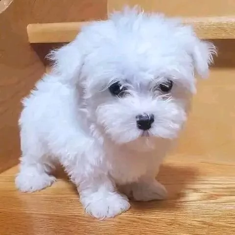 Cuccioli di razza Maltese Toy