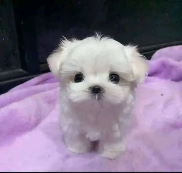 Cuccioli di Maltese Toy | Foto 0