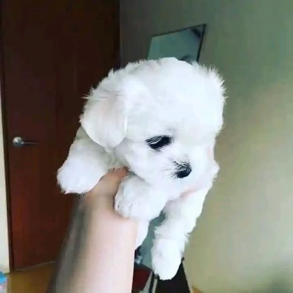 Maltesi mini toy | Foto 0