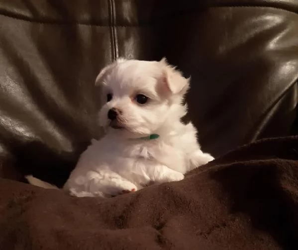 Maltese toy cuccioli