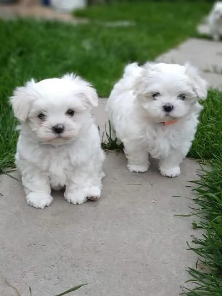 CUCCIOLI MALTESE TOY