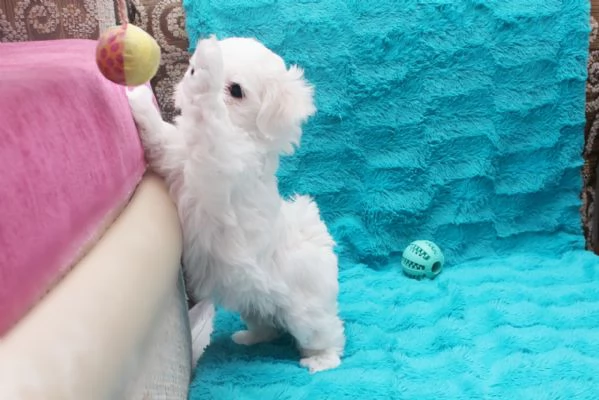 Maltesei cuccioli maschio e femmina | Foto 0