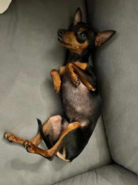 vendere cane di piccola taglia 