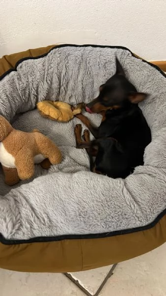 vendere cane di piccola taglia  | Foto 4