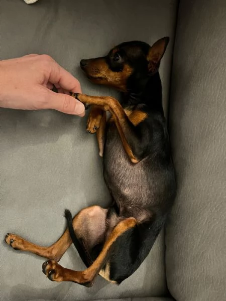 vendere cane di piccola taglia  | Foto 3