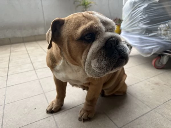 Bulldog inglese 8 anni